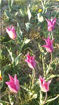 tulipanište